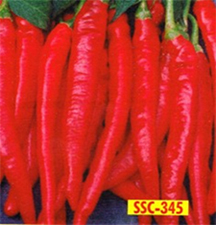 Red Chilli Seed Manufacturer Supplier Wholesale Exporter Importer Buyer Trader Retailer in Ahmednagar Maharashtra India